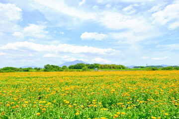 茨城県花と筑波山