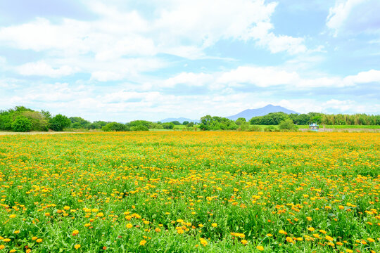 茨城県花と筑波山 © Daisuke@