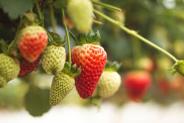 Fresh ripe organic strawberry hanging on containers against the green leaves background of a blooming garden. Blurred beauty bokeh background.