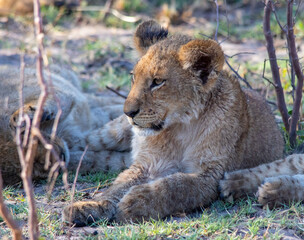 Portrait of an African lion cub