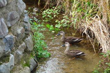 カルガモの親子