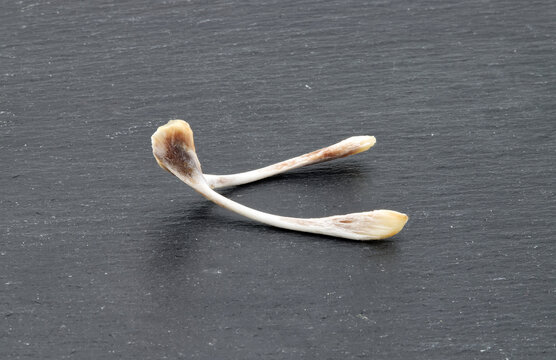 Wishbone Bilder Durchsuchen 8,448 Archivfotos, und