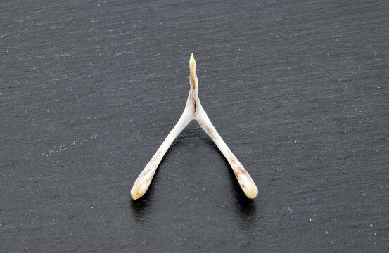 Chicken Wishbone To Make Wishes Isolated On Dark Background