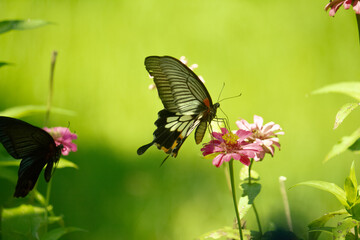 Butterfly looking for nectar On the day when the flowers bloom.