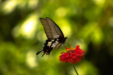 Butterfly looking for nectar On the day when the flowers bloom.