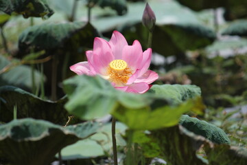 Fototapeta premium Lotus, a beautiful aquatic plant, is not only used to color the water surface, but also to create beauty for all eyes to see, and is also a symbol of Ubon Ratchathani Province, Thailand.