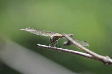 Dragonfly on a clothes line.
