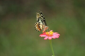 Fototapeta na wymiar Butterfly looking for nectar On the day when the flowers bloom.