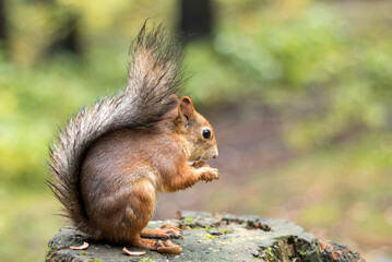 Naklejka na ściany i meble A forest squirrel with a fluffy tail sits on a stump feeding on oak acorns.