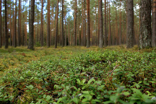 wild green nordic pine tree forest