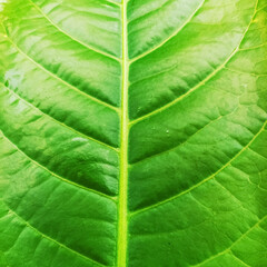 green leaf texture