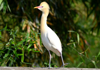 white heron baby