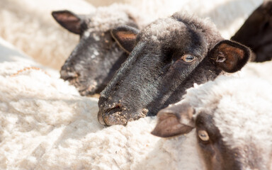 ovejas con ectima contagioso afectando morro y nariz 