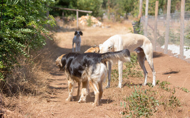 perros en campo, tierra amarillenta 