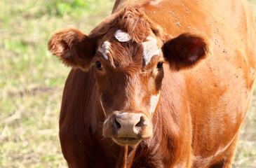 portrait of a red angus cow in autumn at a rural cattle farm. Selective focus.