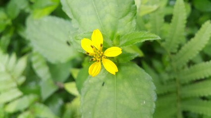 photo of wildflowers plant leaves green red yellow purple houseside background