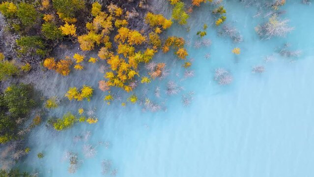 Colorful Autumn Trees In Blue Water At Abraham Lake Alberta Canada