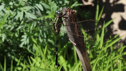 Dragonfly 