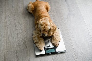 The dog lies on the floor scales at home.