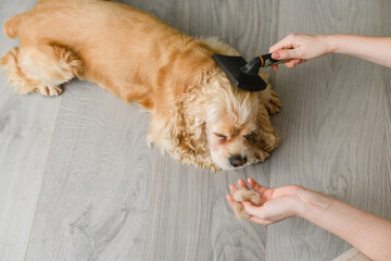 Woman brushing her American Cocker Spaniel at home.