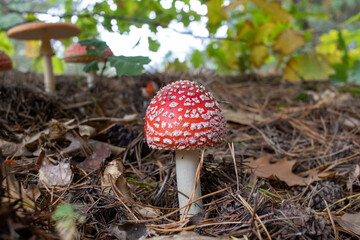 Amanita muscaria,  fly agaric or fly amanita mushroom with red hat in pine tree autumn forest.  White spotted toadstool poisonous mushroom