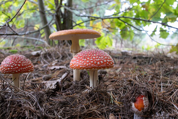 Amanita muscaria,  fly agaric or fly amanita mushroom with red hat in pine tree autumn forest. ...