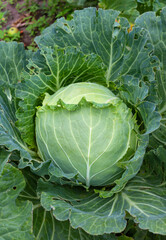 Naklejka premium Juicy fresh white cabbage after rain in the vegetable garden