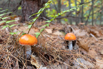 Orange amanita mushroom in pine tree autumn forest.  White spotted toadstool poisonous mushroom. Selective focus