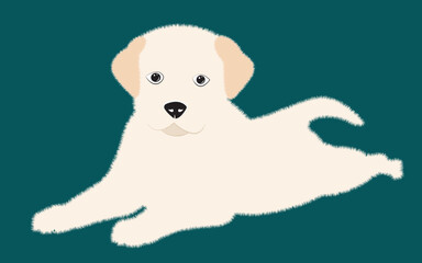 Cute white puppy.  Vector illustration of dog breed set in flat style.  Vector illustration isolated ondark blue background,Cute dog. Love dog, cartoon pet dogs. cartoon funny dogs