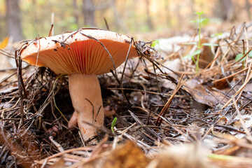 Lactarius deliciosus, Saffron Milkcap mushroom, Delicious Milkcap, Saffron Milkcap, red pine mushroom in the autumn forest	
