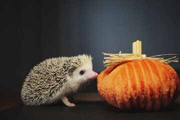hedgehog with pumpkin © Александра М.