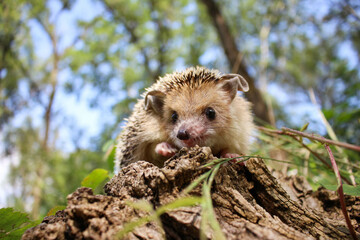 Naklejka premium hedgehog in the forest