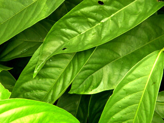 Beautiful panicle leaves close-up. King Ixora blossom (Ixora chinensis). Rubiaceae flower. Cactus...