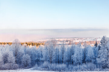 Forest with hoarfrost on a cold winter morning