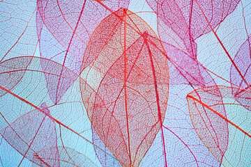 Pink  transparent leaf skeletons  0n blue background