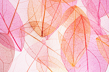Pink  transparent leaf skeletons  0n white background