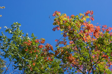 Red rowan leaves against the blue sky.