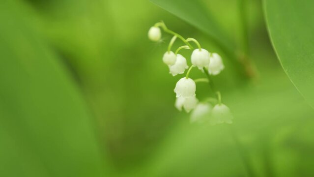 Beautiful spring flowers. May bells, may lily, lily of valley, convallaria, and muguet. Slow motion.