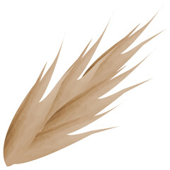 ear of agricultural crops