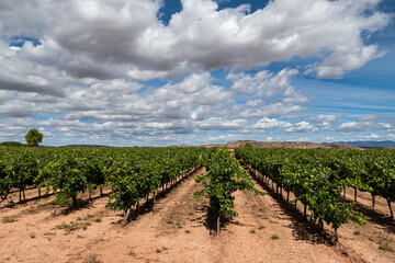 Fototapeta na wymiar Vineyards in La Rioja, Spain. Santiago's road.