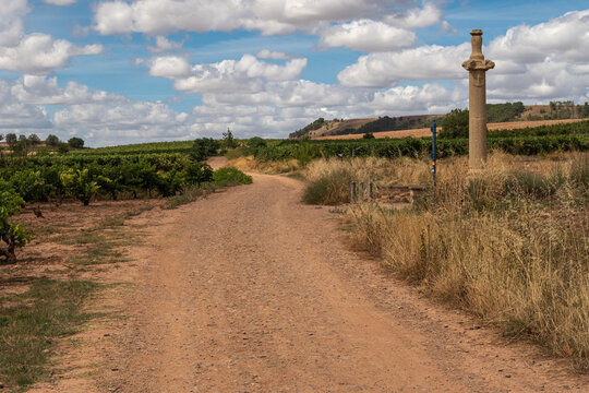 La Picota or Rollo de Azofra stone column, Santiago road and vineyards. La Rioja, Spain.