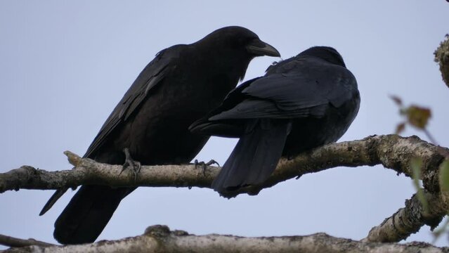 Two Black Birds, Crows Perched on a Tree Branche.