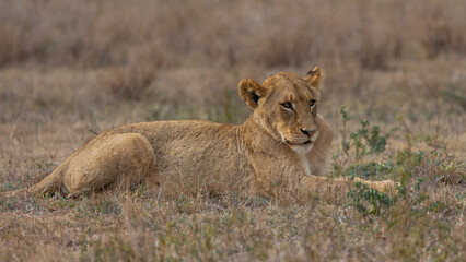 a sub adult lion early morning
