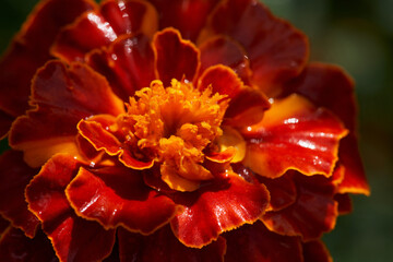 An orange tagetes flower with a mother-of-pearl luster under a fine rain with sunny highlights on the petals. Close-up. Macro photography. Selective focus.