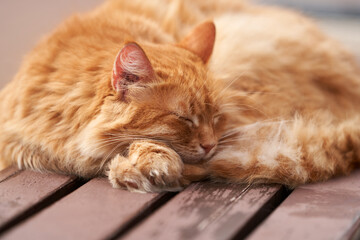 A phlegmatic red cat sleeps on a bench outside. Selective focus.