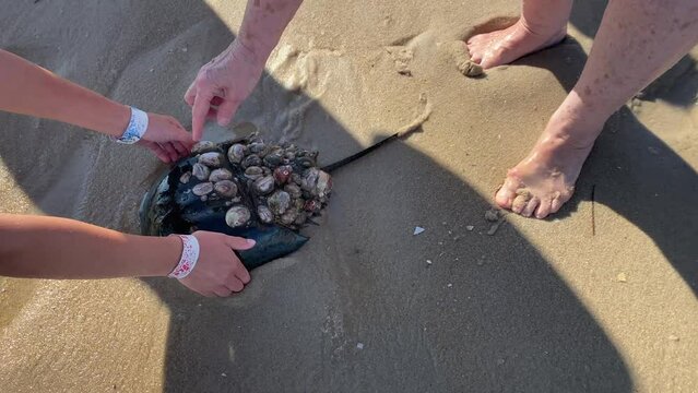 bright sunny beach day at a sandy shore two females are turning over a horseshoe crab with their hands which is covered with shell fish.