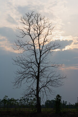  a silhouette of a bare, leafless tree against a cloudy sky at dusk. There is a field in the foreground.