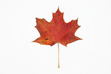 Beautiful red maple leaf isolated on white background