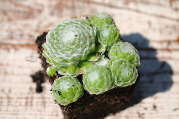 rojnik pajęczynowaty