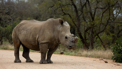 white rhinoceros in the wild